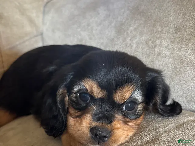 Mixed Breed dogs for sale: Eliette - Ad 1