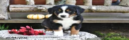 Mixed Breed dogs for sale: Ryan - Ad 4