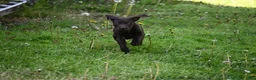 German Shorthaired Pointer dogs for sale: Beauty - Ad 4