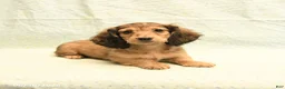 Dachshund dogs for sale: Flash - Ad 2