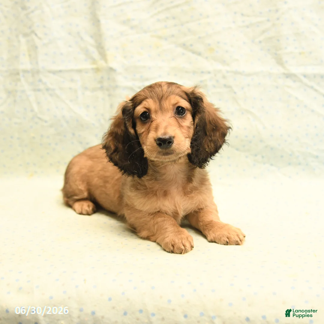 Dachshund dogs for sale: Flash - Ad 2