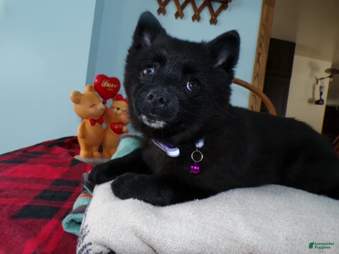 Gallery Image {{count}}