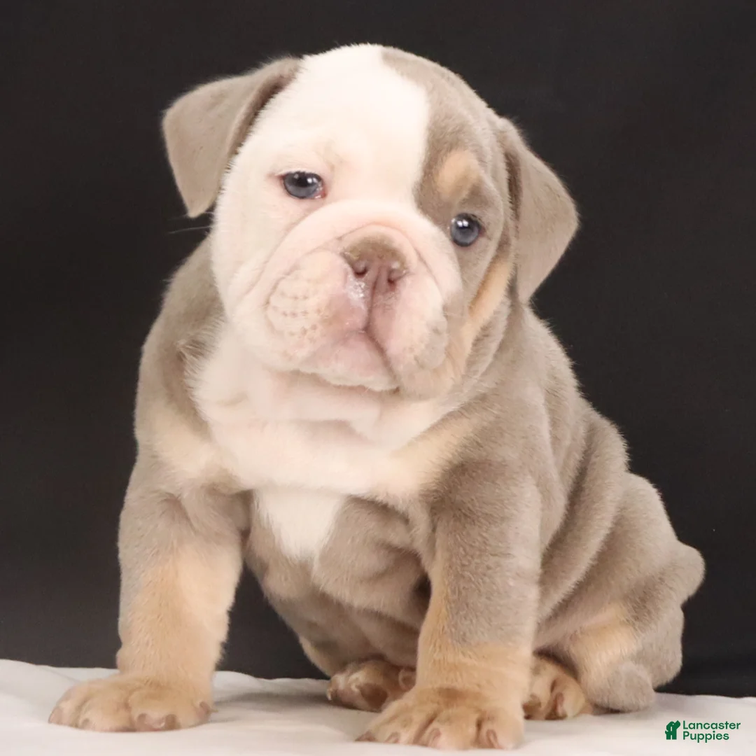 English Bulldog dogs for sale: Toby - Ad 6
