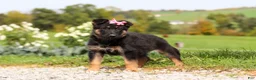 German Shepherd dogs for sale: Rachelle - Ad 3