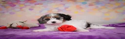 Cavapoo dogs for sale: Cavapoo 2 - Ad 8