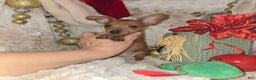 Miniature Pinscher dogs for sale: Rose red - Ad 3