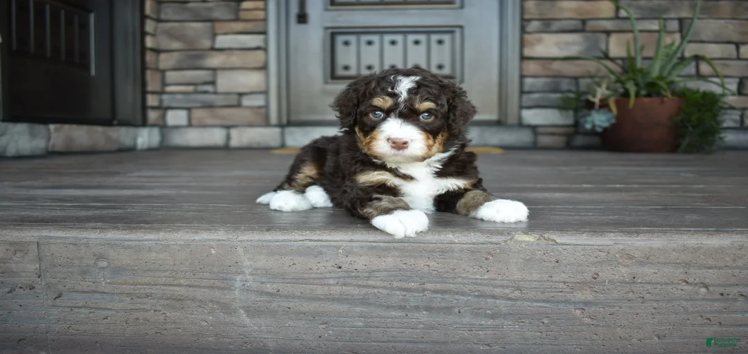 Gallery Image {{count}}