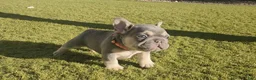 French Bulldog dogs for sale: French Bulldog Orange Pup - Ad 3