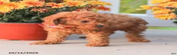 Miniature Poodle dogs for sale: Cathy - Ad 8