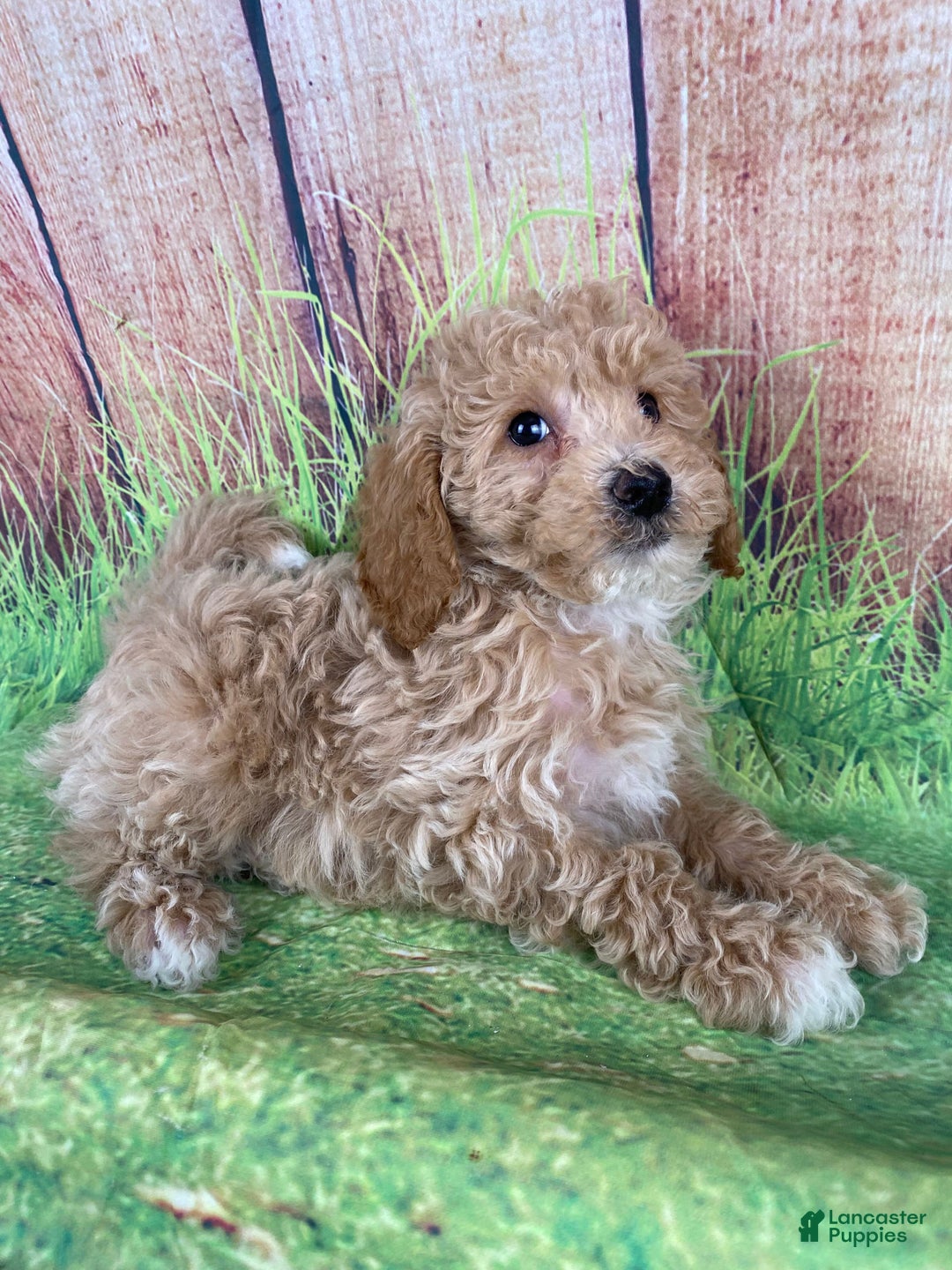 Miniature Poodle dogs for sale: Teddy - Ad 14