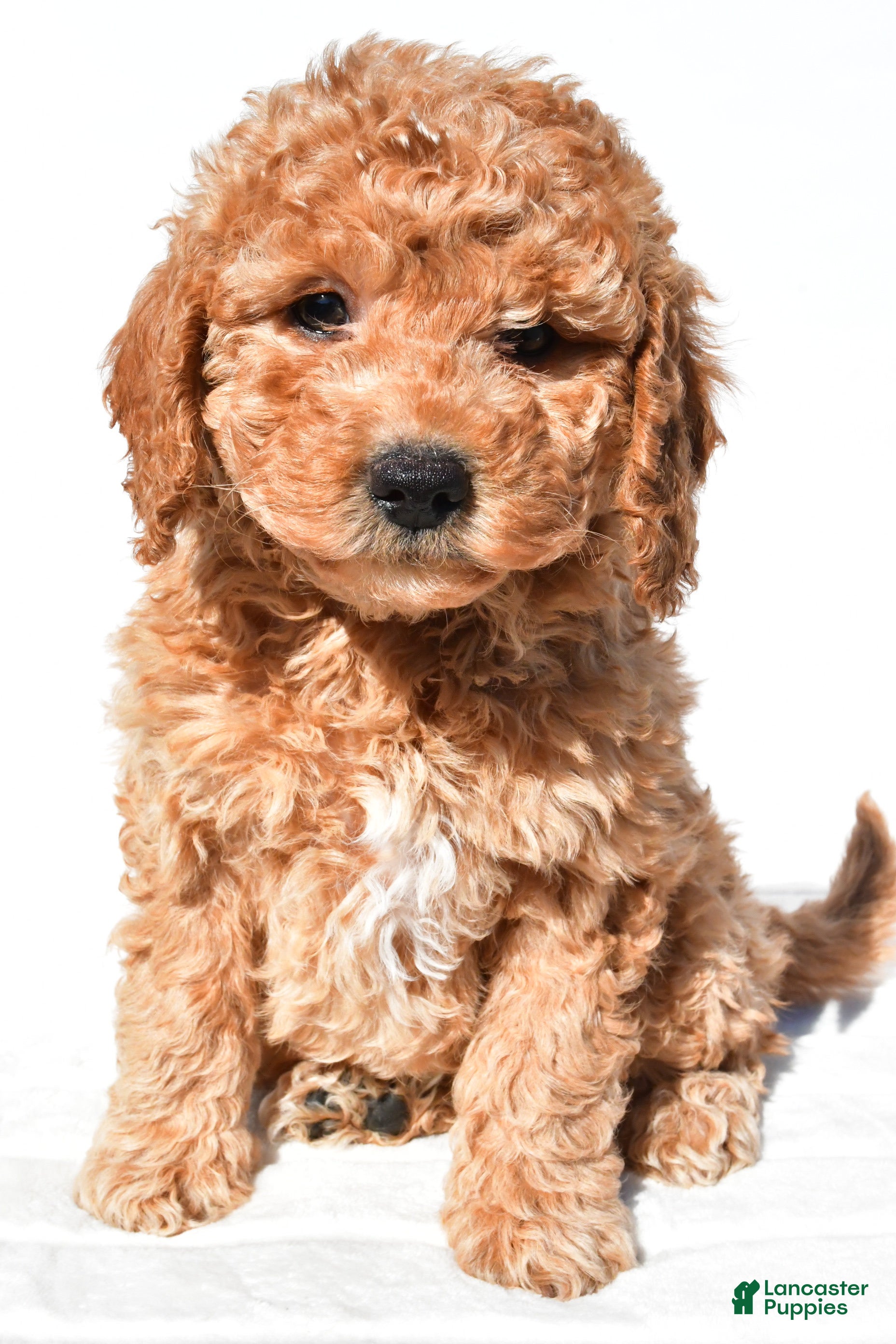 Mini Goldendoodle dogs Alice - Ad 1