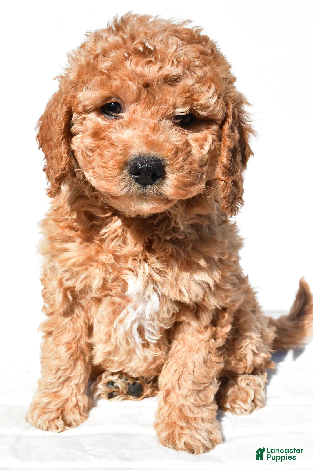 Mini Goldendoodle dogs for sale: Alice - Ad 1