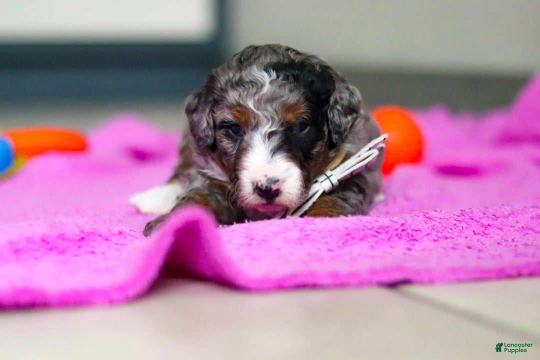 Mini Bernedoodle dogs for sale: Jack - Ad 1