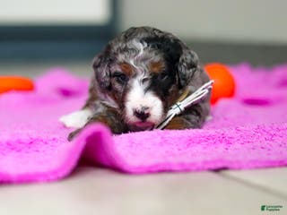 Mini Bernedoodle dogs Jack - Ad 41