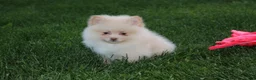 Pomeranian dogs for sale: Teddy  - Ad 11