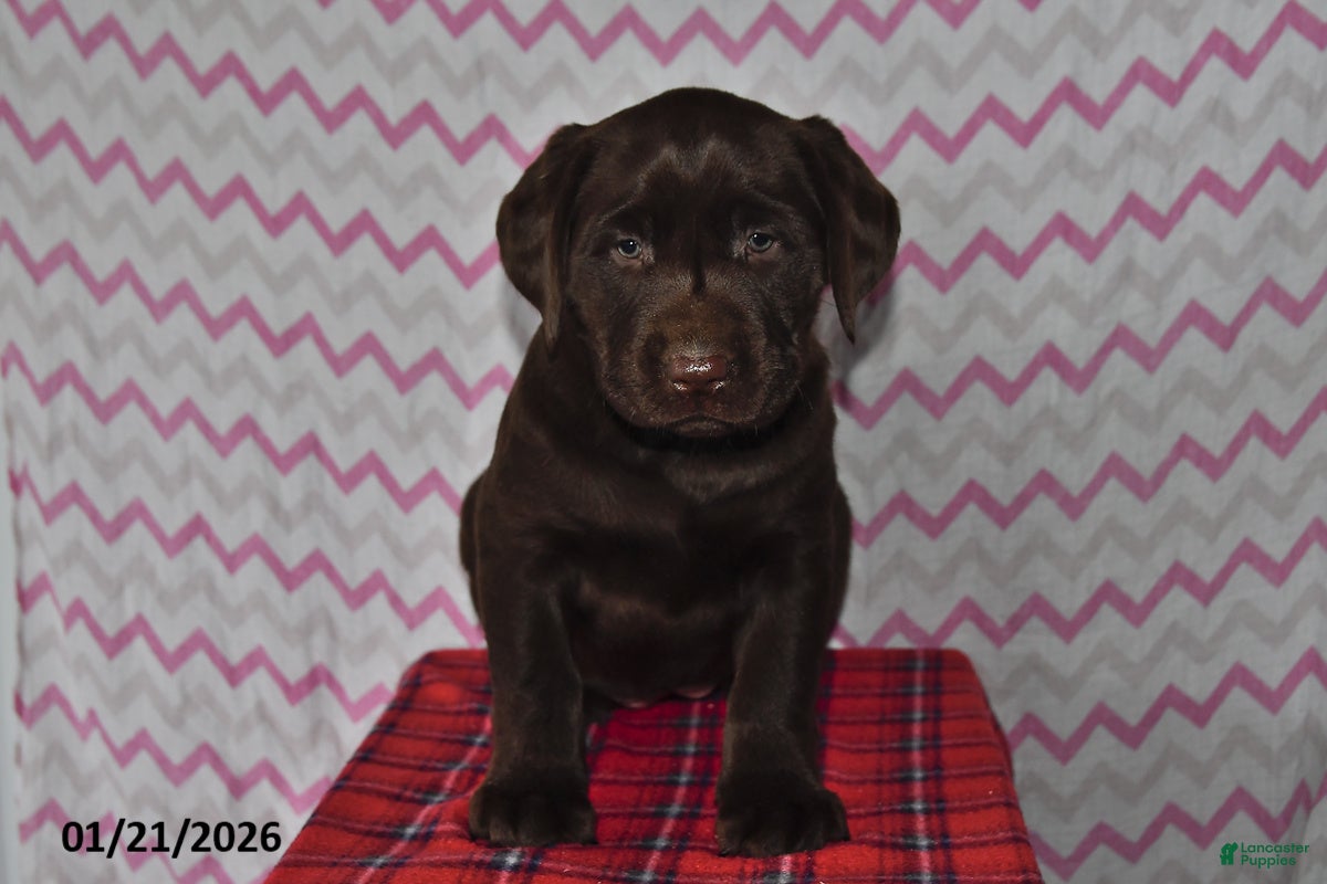 Labrador Retriever dogs for sale: Tess - Ad 1