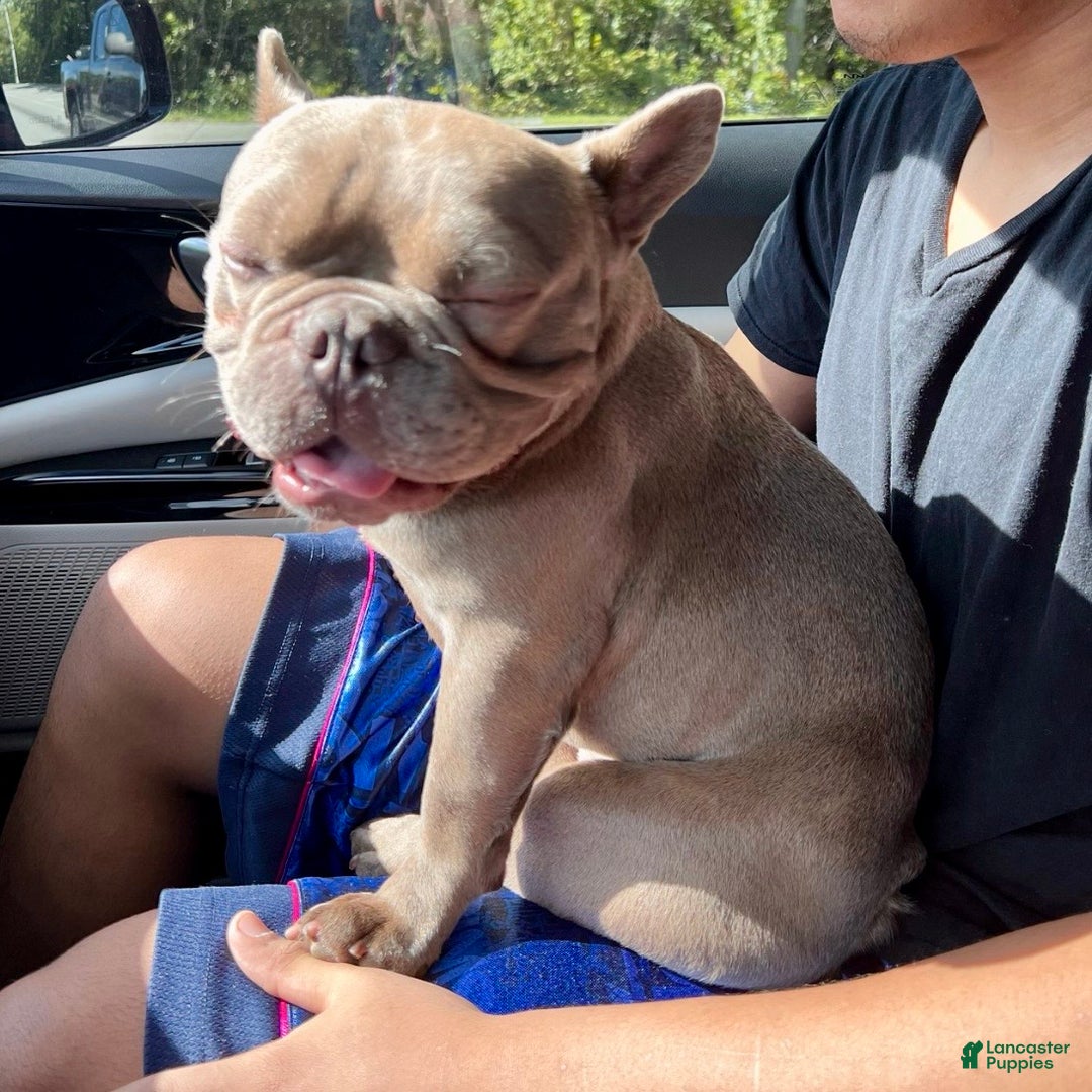 French Bulldog dogs for sale: Enzo - Ad 15