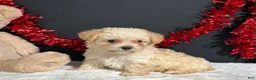 Morkie dogs for sale: Ashley - Ad 5