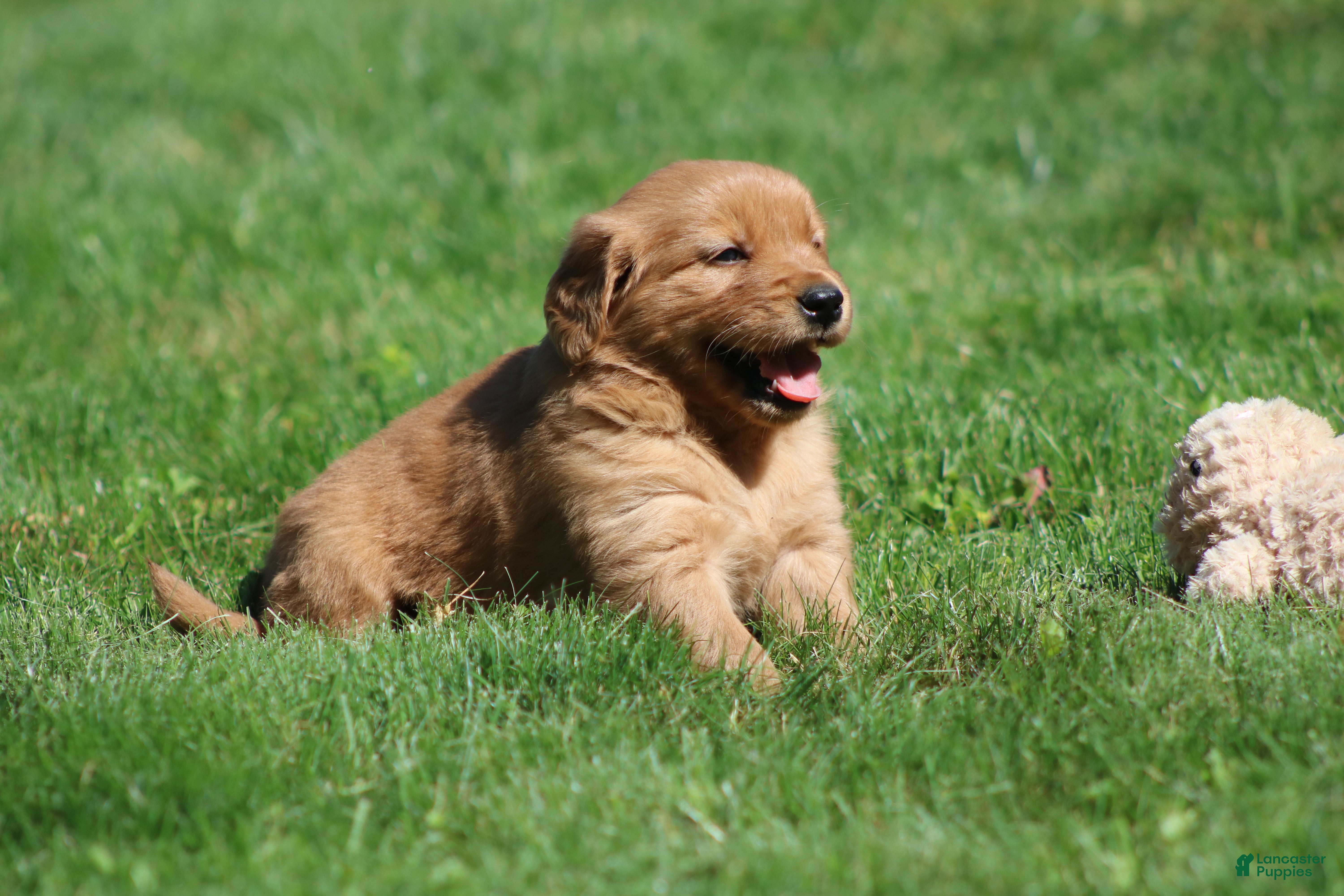 Golden Retriever dogs Marley - Ad 2