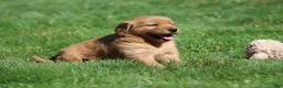 Golden Retriever dogs for sale: Marley - Ad 2