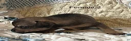 Chiweenie dogs for sale: Chiweenie 6 - Ad 2