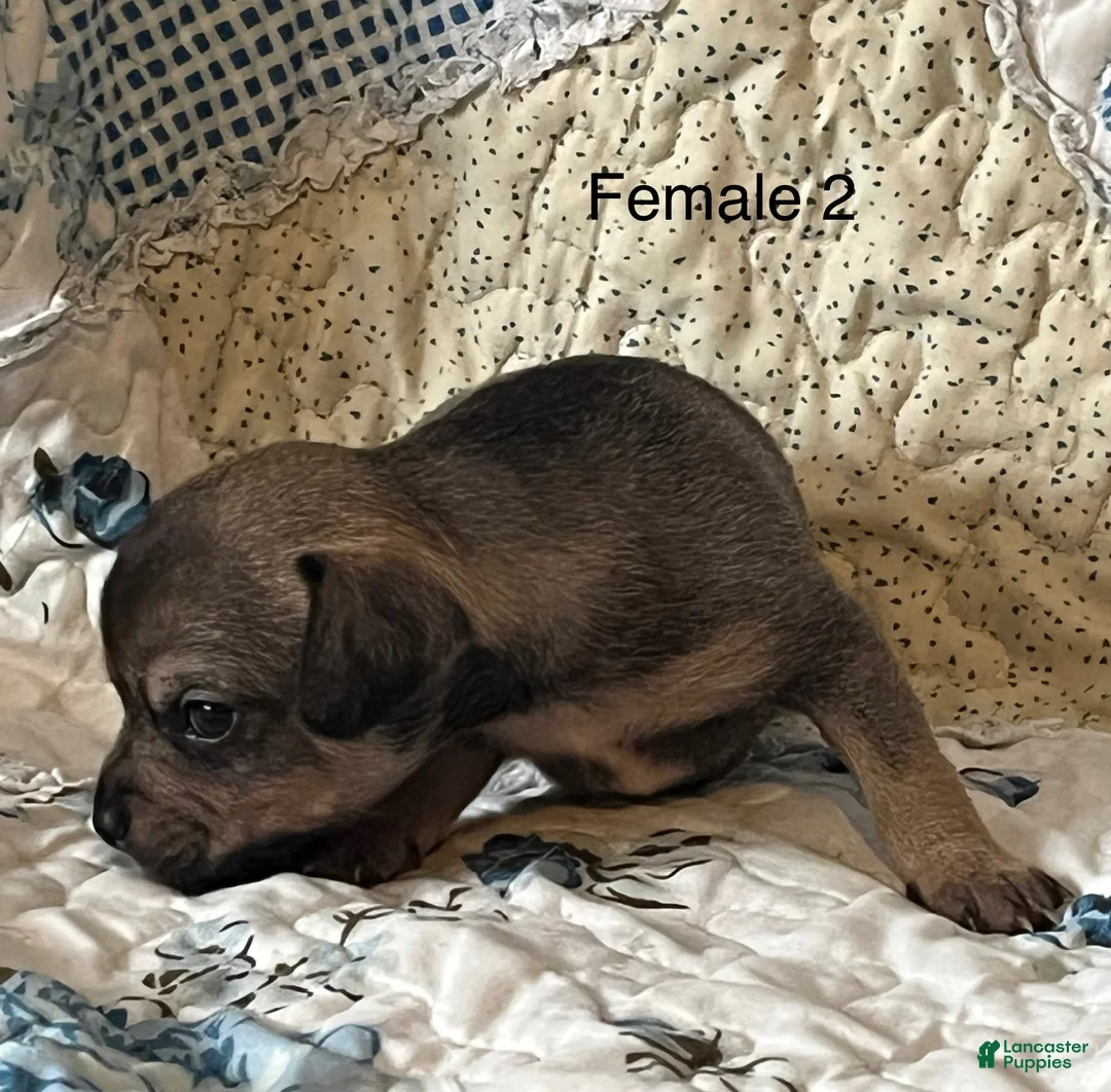 Chiweenie dogs for sale: Chiweenie 6 - Ad 2