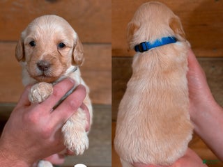 Saint Berdoodles dogs - Ad 20