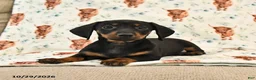 Miniature Dachshund dogs for sale: Twyla - Ad 3