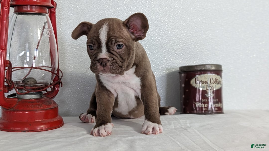 Frenchton dogs for sale: Lando - Ad 2