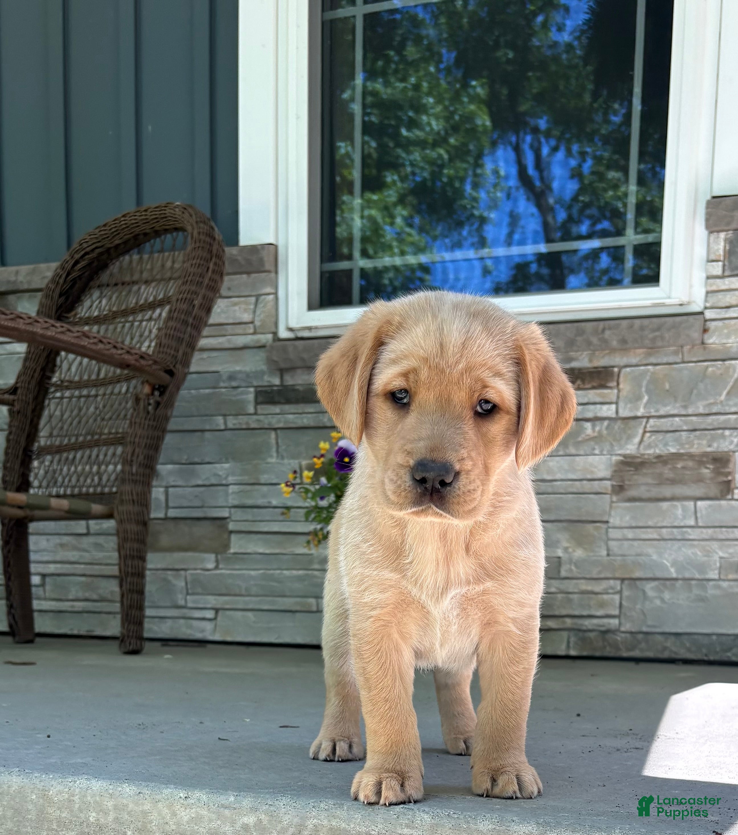 Labrador Retriever dogs Honey - Ad 1