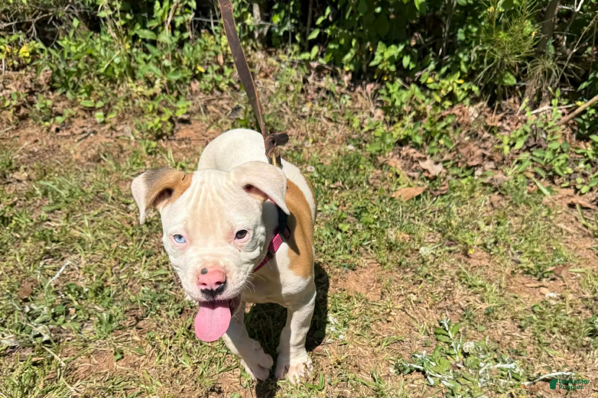 American Bulldog dogs Boss - Ad 2