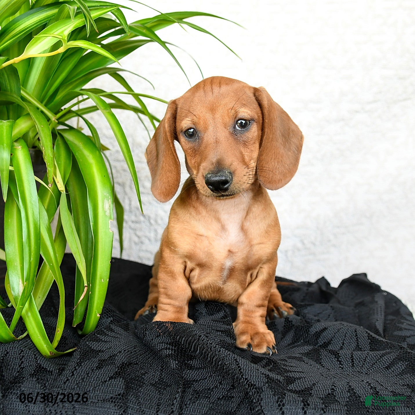 Miniature Dachshund dogs Woody - Ad 2