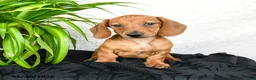Miniature Dachshund dogs for sale: Woody - Ad 2
