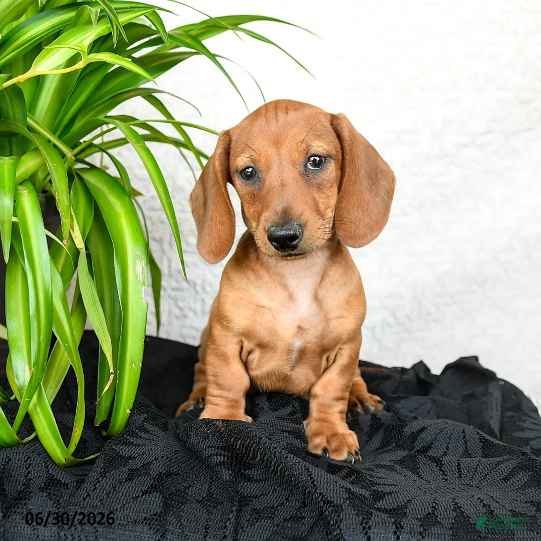 Miniature Dachshund dogs for sale: Woody - Ad 2