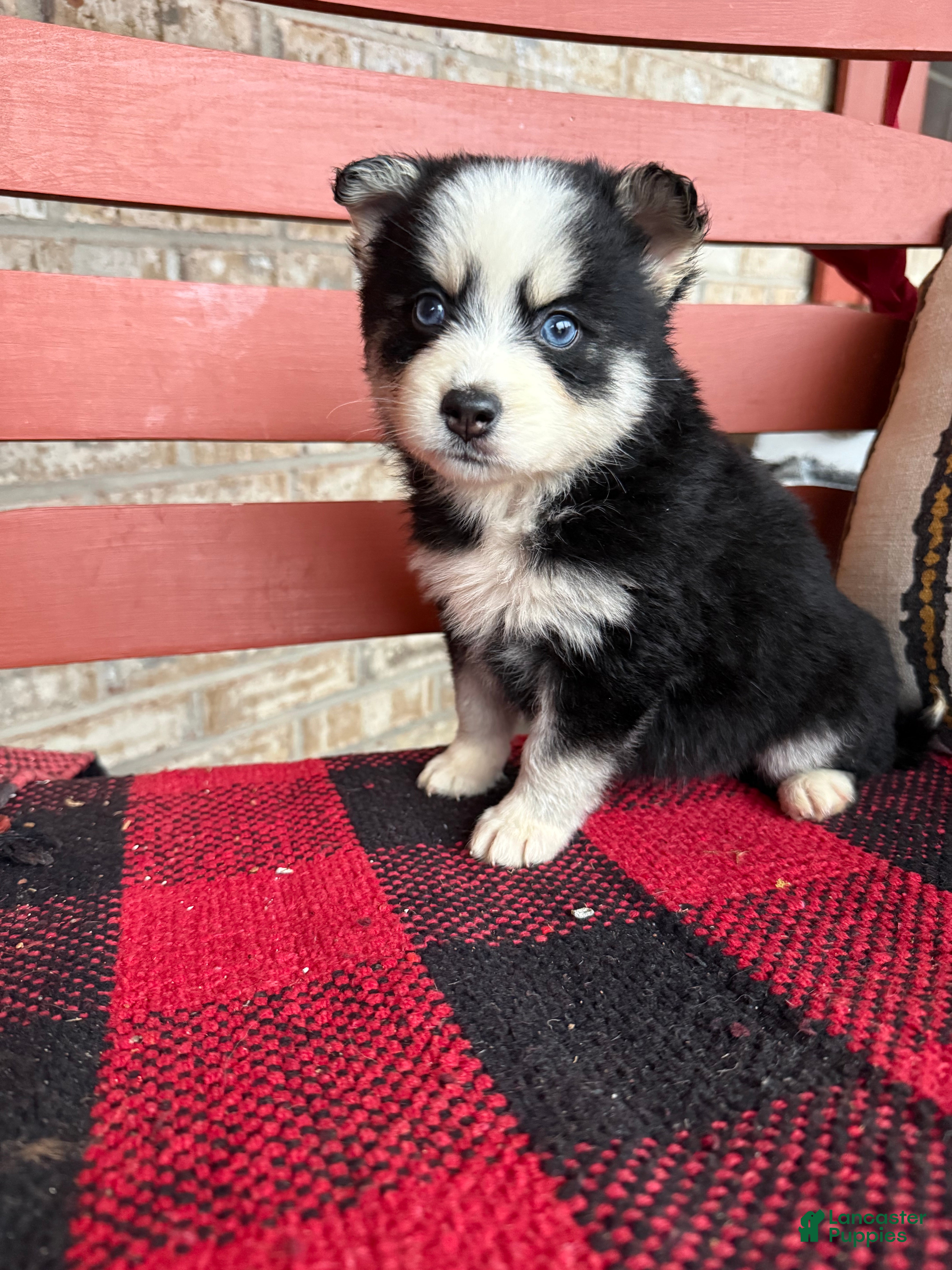 Pomsky dogs Palmer - Ad 2