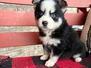Pomsky dogs Palmer - Ad 2
