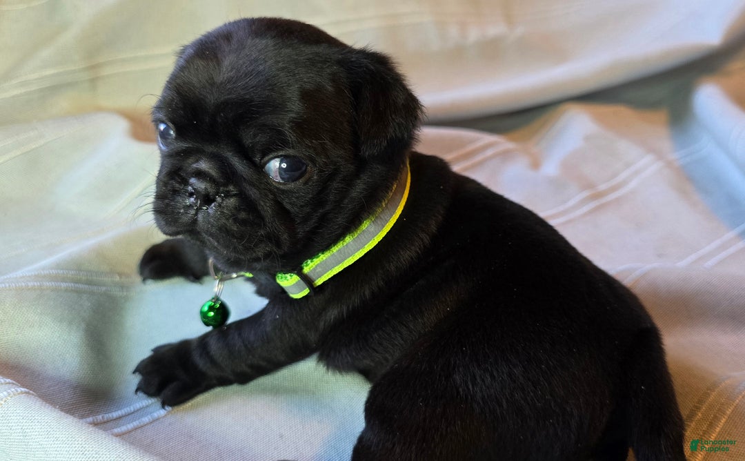 Pug dogs for sale: Ella - Ad 3