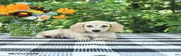 Miniature Dachshund dogs for sale: Lucy - Ad 4