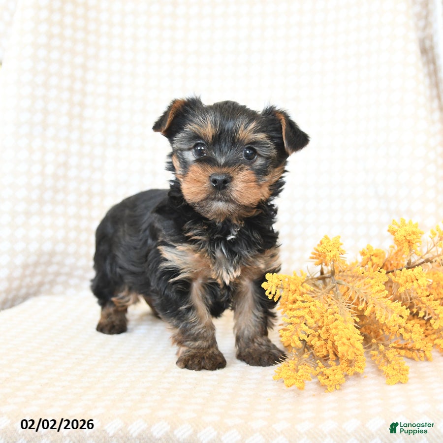 Yorkshire Terrier dogs Toby - Ad 3