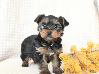 Yorkshire Terrier dogs Toby - Ad 3