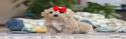 Maltipoo dogs for sale: Waffles - Ad 1