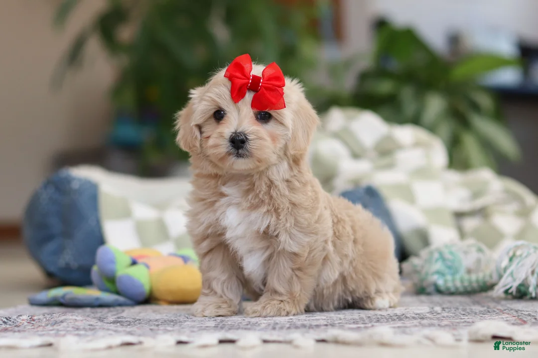 Maltipoo dogs for sale: Waffles - Ad 1