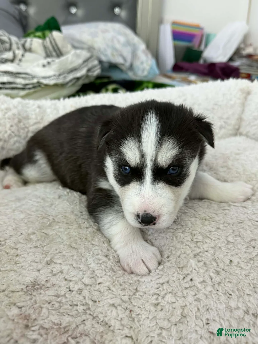 Siberian Husky dogs for sale: Maya - Ad 2