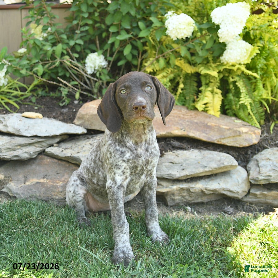 German Shorthaired Pointer dogs June  - Ad 1