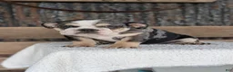 English Bulldog dogs for sale: Zane - Ad 6