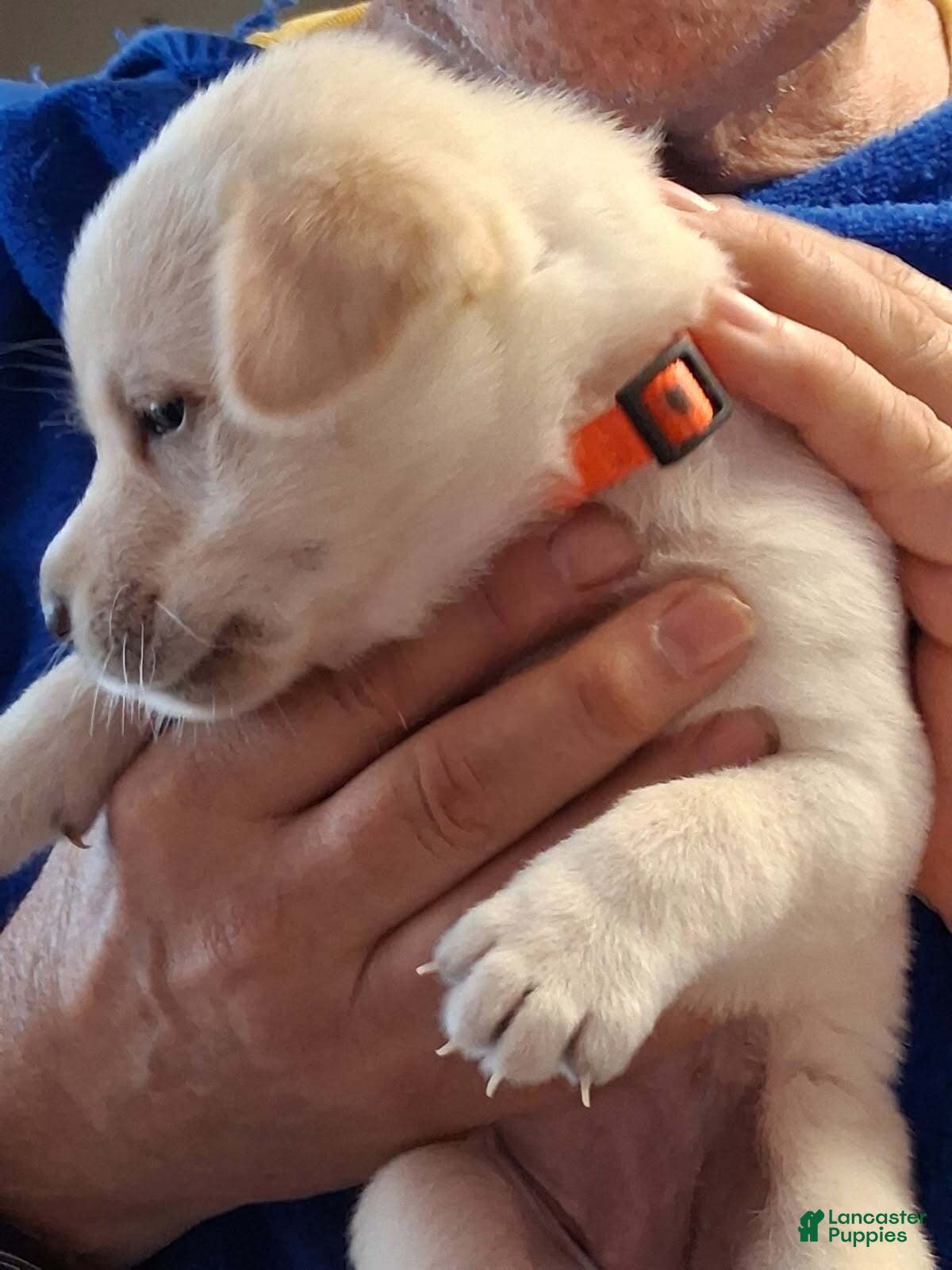 Labrador Retriever dogs Orange Collar - Ad 19