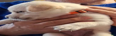 Orange Collar