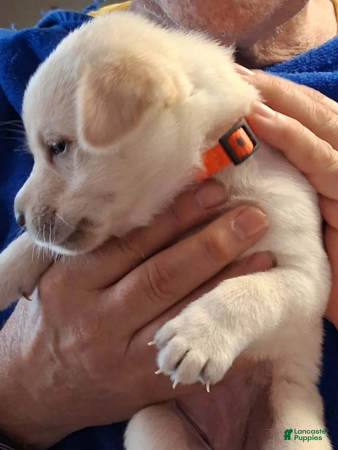 Labrador Retriever dogs for sale: Orange Collar - Ad 1