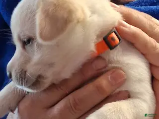 Labrador Retriever dogs Orange Collar - Ad 19