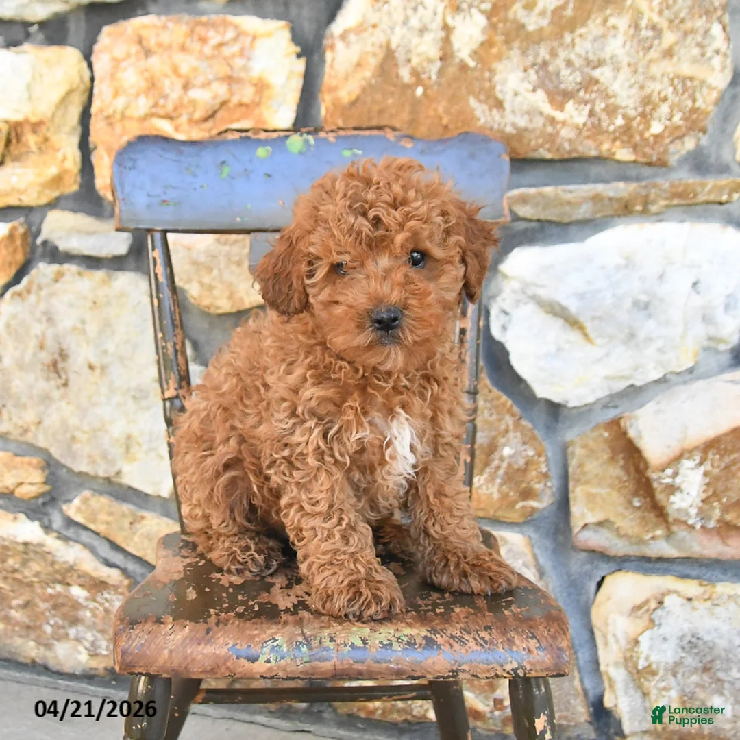 Cockapoo dogs for sale: Toby - Ad 3